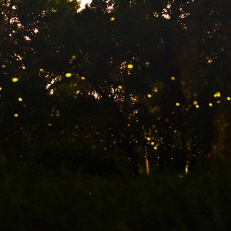 FIREFLY WATCHING - Image 2